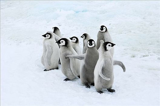 帝企鹅,幼禽,雪丘岛,南极