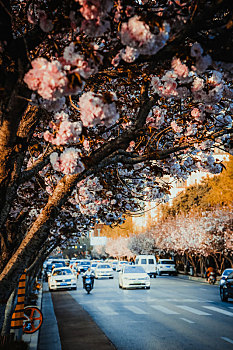 街道樱花