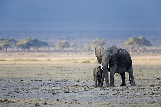 非洲象,幼兽,安伯塞利国家公园,肯尼亚