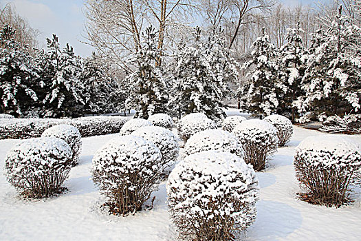 公园,树木,雪