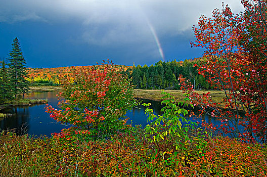 加拿大,安大略省,湖,彩虹,枫树,秋色,画廊