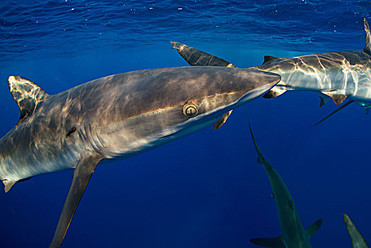 水下视角,鲨鱼,墨西哥,北美