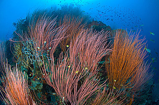 生物群,红色,鞭子,珊瑚,巴布亚新几内亚