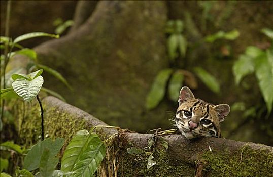 豹猫,虎猫,休息,板状根,林中地面,亚马逊雨林,厄瓜多尔,南美