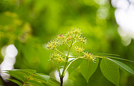 绿色植物枝芽