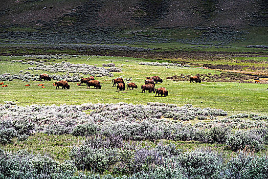 黃石公園內的美洲野牛