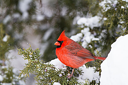 主红雀,雄性,桧属植物,树,冬天,伊利诺斯,美国