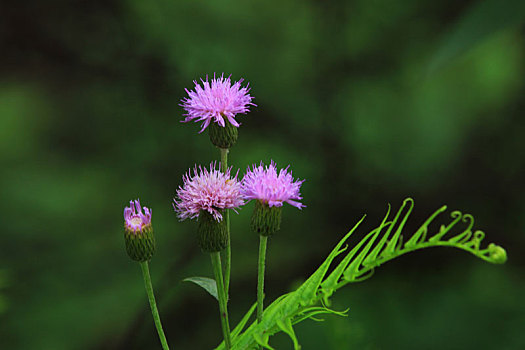 小野花