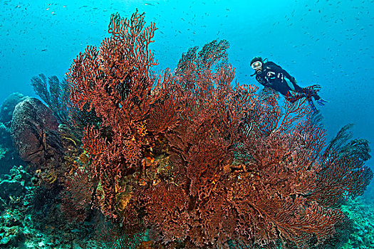 潜水,看,海扇,珊瑚礁,向风群岛,小安的列斯群岛,加勒比海