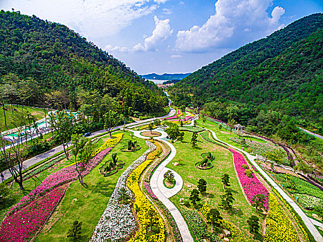 郁金香,花,花园,山谷,春色