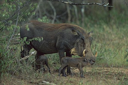 疣猪,母兽,小猪,南非