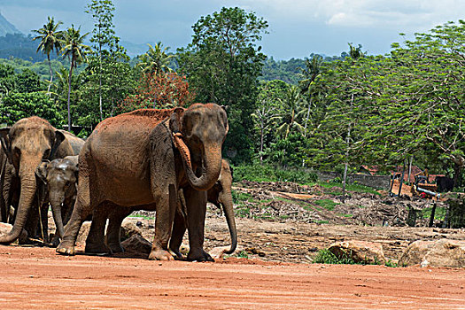 斯里兰卡,品纳维拉,大象孤儿院,大象,灰尘,浴室,象属