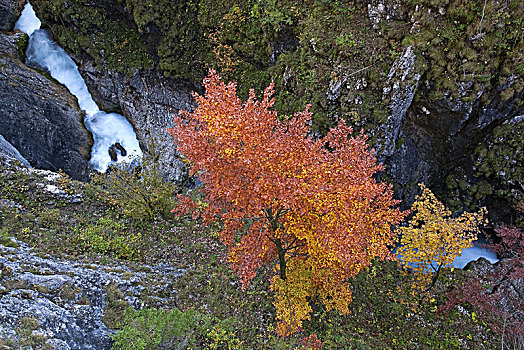 秋天,峡谷,靠近,米滕瓦尔德,巴伐利亚,德国