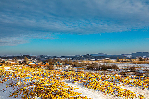 东北农村玉米丰收场景