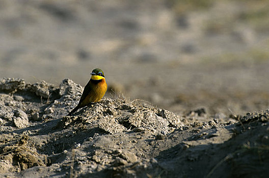 肯尼亚,安伯塞利国家公园,沼泽,小,食蜂鸟