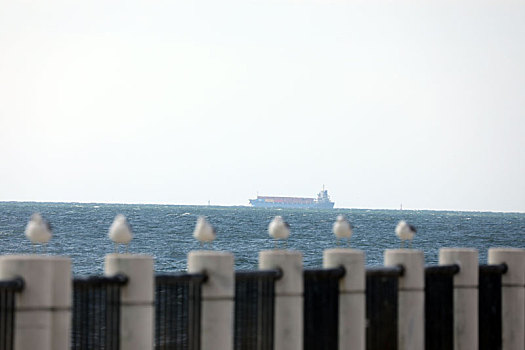 日照海龙湾成为海鸥乐园,或盘旋翱翔或休憩嬉戏成为靓丽风景线