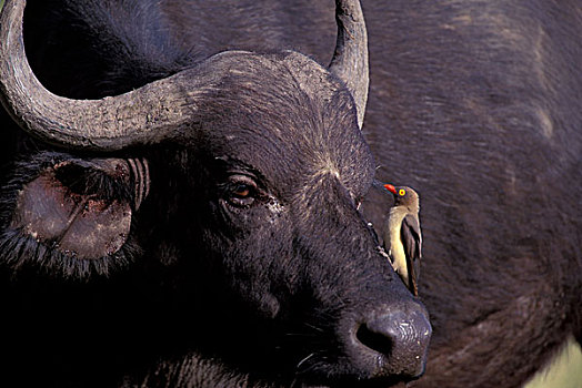 非洲,坦桑尼亚,恩戈罗恩戈罗,保护区,非洲水牛