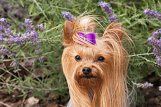 纯种动物,约克郡犬,紫色,花