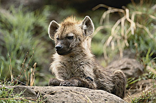 肯尼亚,马赛马拉国家保护区,幼仔,鬣狗,斑鬣狗,大幅,尺寸