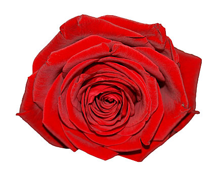 红玫瑰,花,隔绝,上方,白色