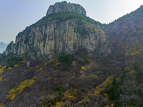 济南南部山区的连翘花