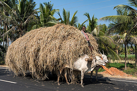 男人,牛,手推车,装载,稻草,靠近,印度,亚洲