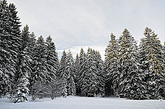 冬季风景,靠近,黑森林,巴登符腾堡,德国