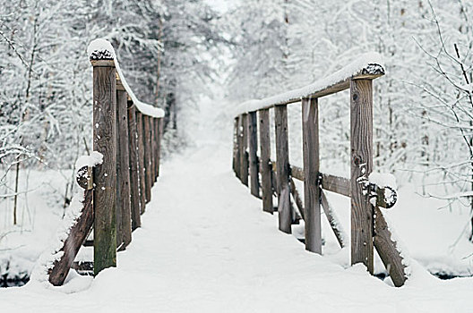 木桥,积雪,冬天,树林