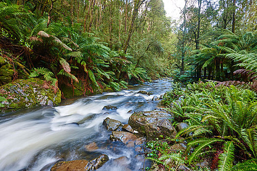 溪流,雨林,奥特韦国家公园,维多利亚,澳大利亚,大洋洲