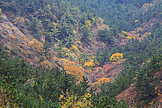 秋山