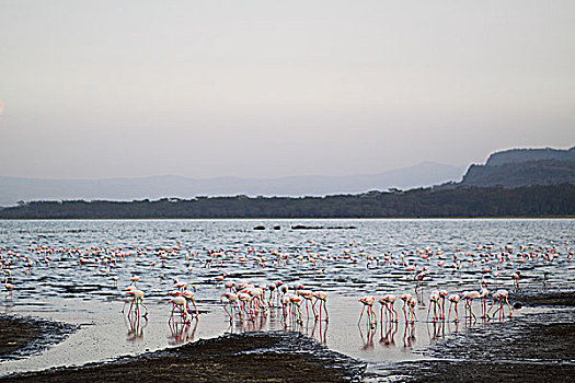 肯尼亚纳库鲁湖火烈鸟-暮色