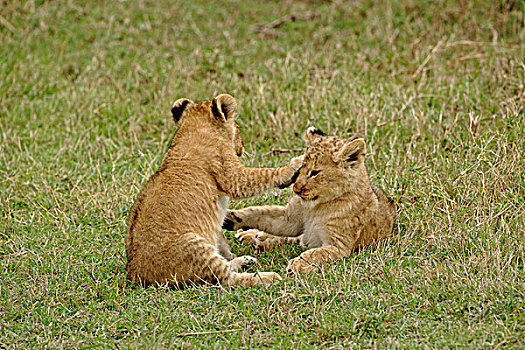 一对,幼狮,玩,马塞马拉野生动物保护区,肯尼亚