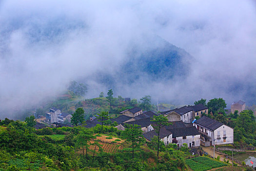 山,树林,雾气,云海,氤氲,绿色,树木,乡村