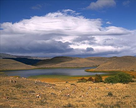 湖,美洲驼,托雷德裴恩国家公园,巴塔哥尼亚,智利