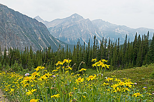 野花,草地,落基山脉,背景,艾伯塔省,加拿大