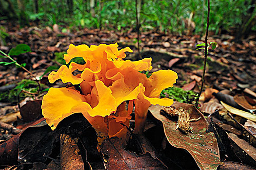 菌类,林中地面,檀中埠廷国立公园,婆罗洲,印度尼西亚