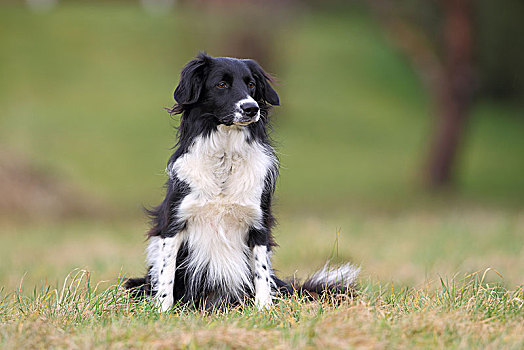 博德牧羊犬,家犬,坐,草坪,德国,欧洲