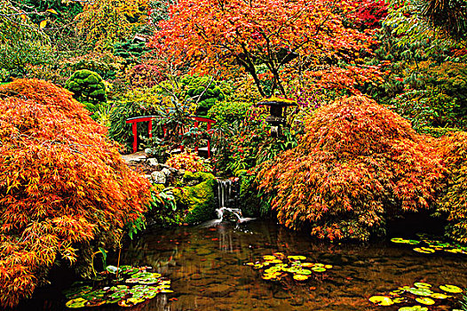 秋色,宝翠花园,维多利亚,温哥华岛,不列颠哥伦比亚省,加拿大