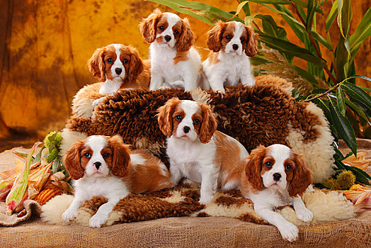 查尔斯王犬,几个,小狗,10星期大,动物群,坐,外套