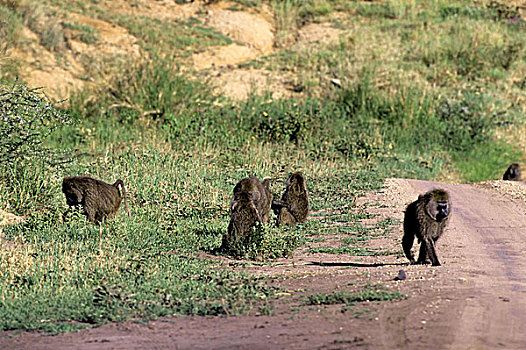 坦桑尼亚,塞伦盖蒂,狒狒,走,道路