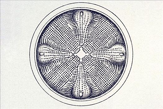 历史,插画,名字,自然,艺术,形态