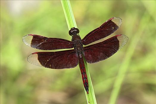 蜻蜓,丹浓谷保护区,婆罗洲,马来西亚