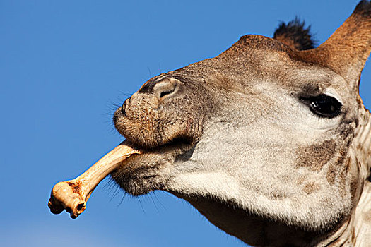 长颈鹿,吃,骨头,禁猎区,南非