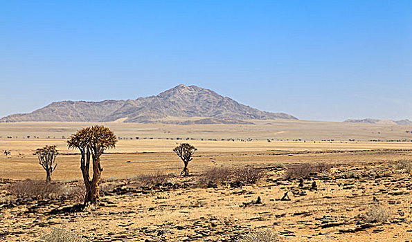 抖树,纳米比诺克陆夫国家公园,纳米比亚,非洲