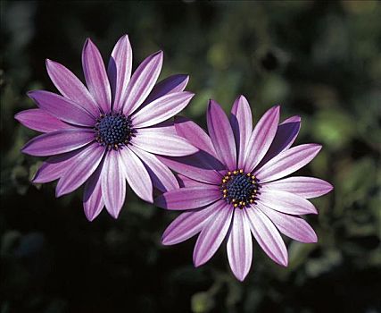 花,紫色