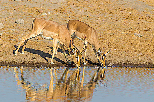 黑色,鼻子,黑斑羚,雄性,雌性,喝,水坑,埃托沙国家公园,纳米比亚,非洲