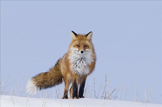 红狐,站立,雪盖,苔原,冬天,北极圈,海岸,阿拉斯加
