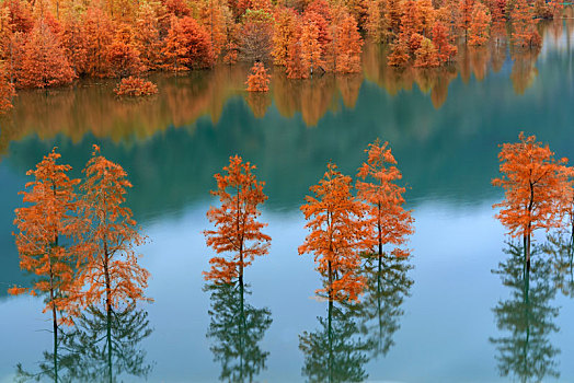 平静湖面中的红水杉树