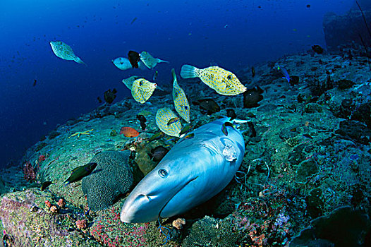 灰礁鲨,黑尾真鲨,死,鳍,鲨鱼,汤,泰国