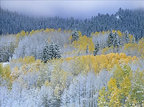 白杨,山杨,云杉,初雪,落基山国家公园,科罗拉多